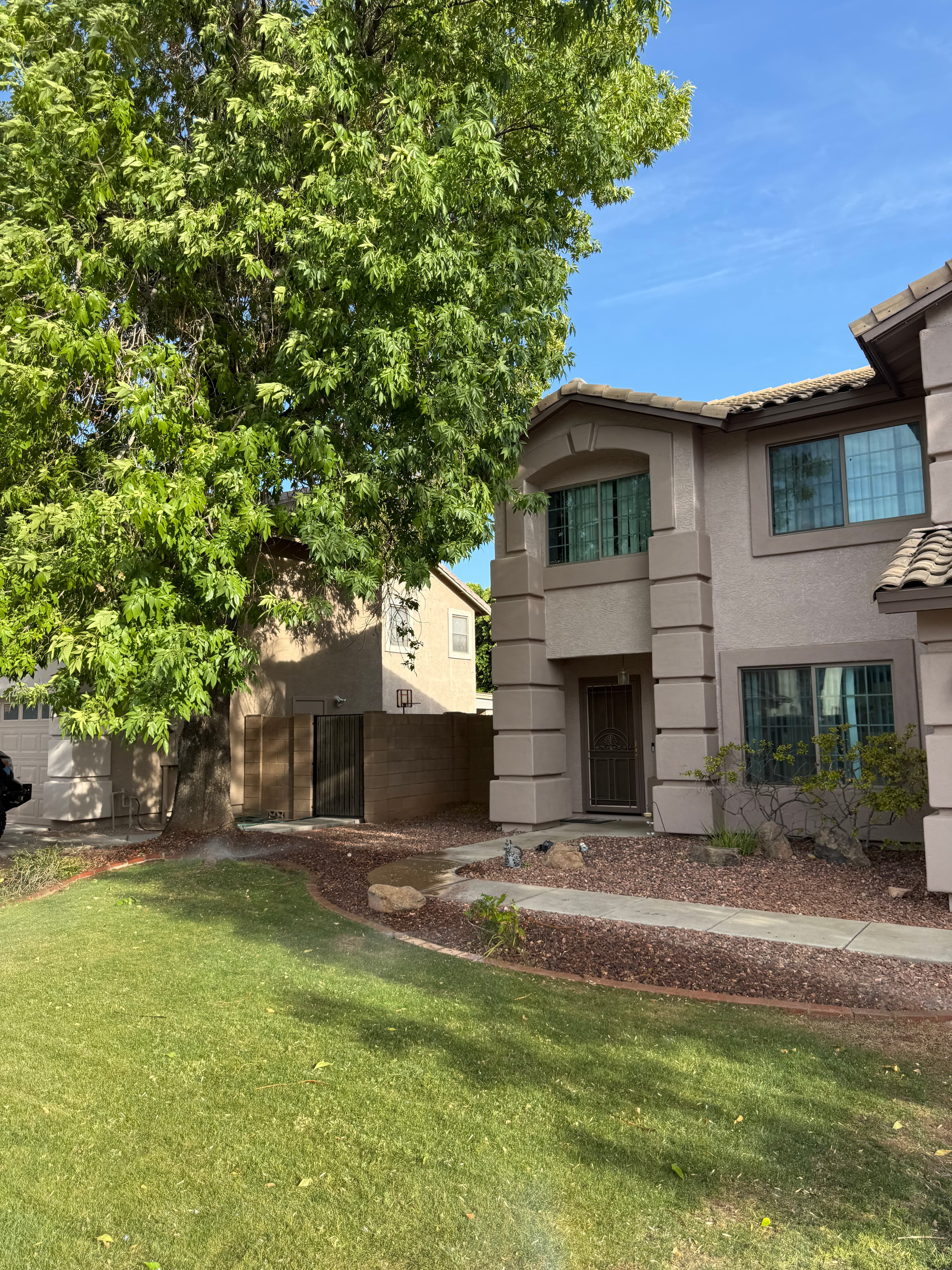 Mature Tree Pruning & Cleanup — before